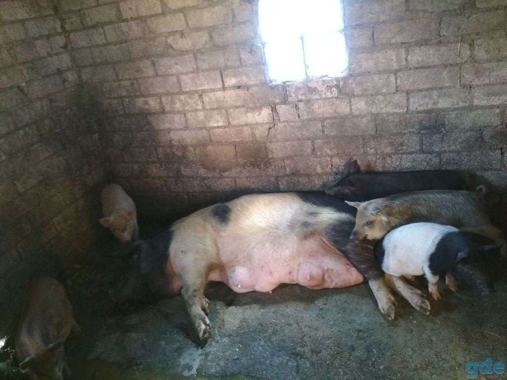Продам поросят, фотография 1