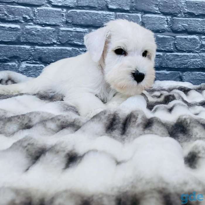 Изысканно белые щенки цвергшнауцера, фотография 1