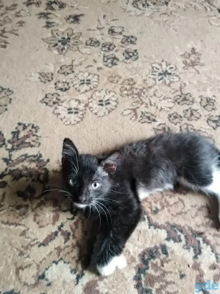 Дарю котят., фотография 1
