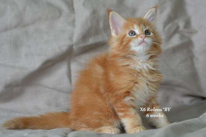 Котята мейн кун рыжики, фотография 6