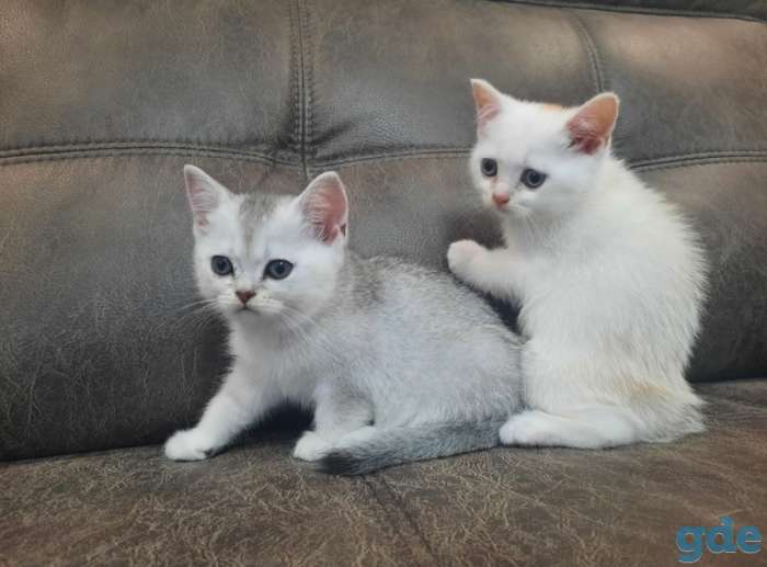 Котята, фотография 1