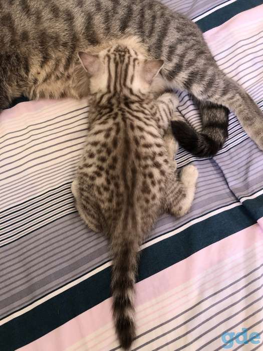 Шотландские котята, фотография 5