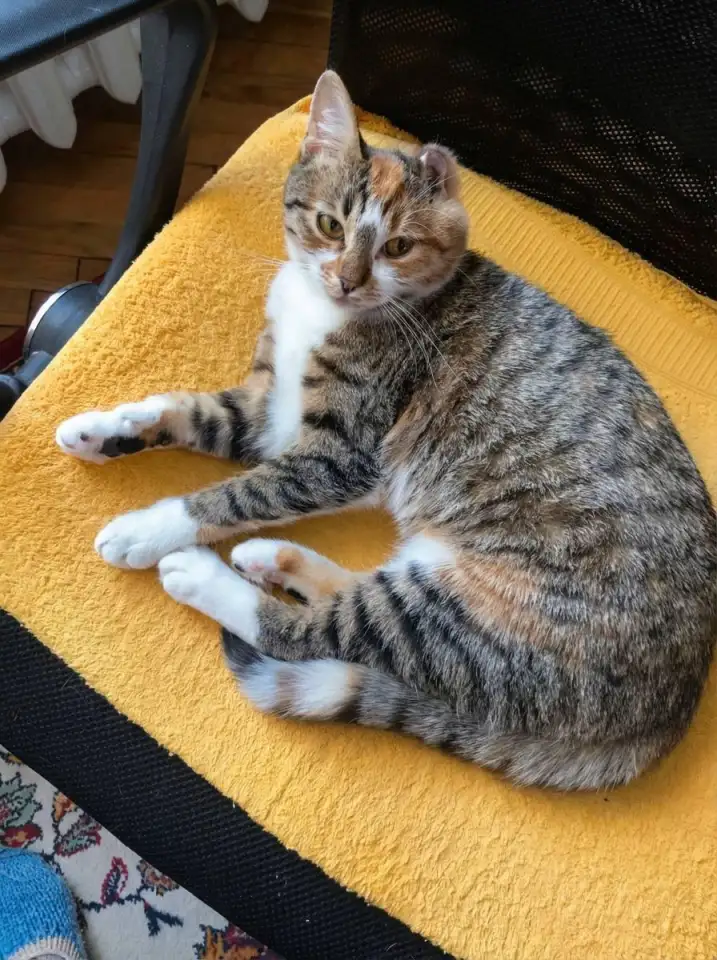 Кошка Лада ищет дом! Хотят выкинуть. Сос!, фотография 1