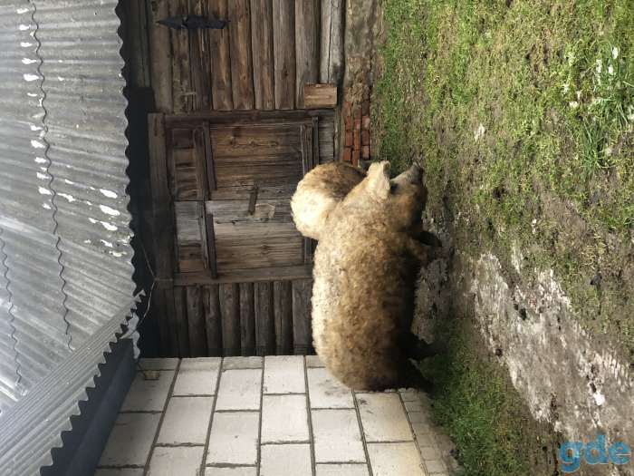 Продаю 2 поросных свинок венгерской мангалицы., фотография 2