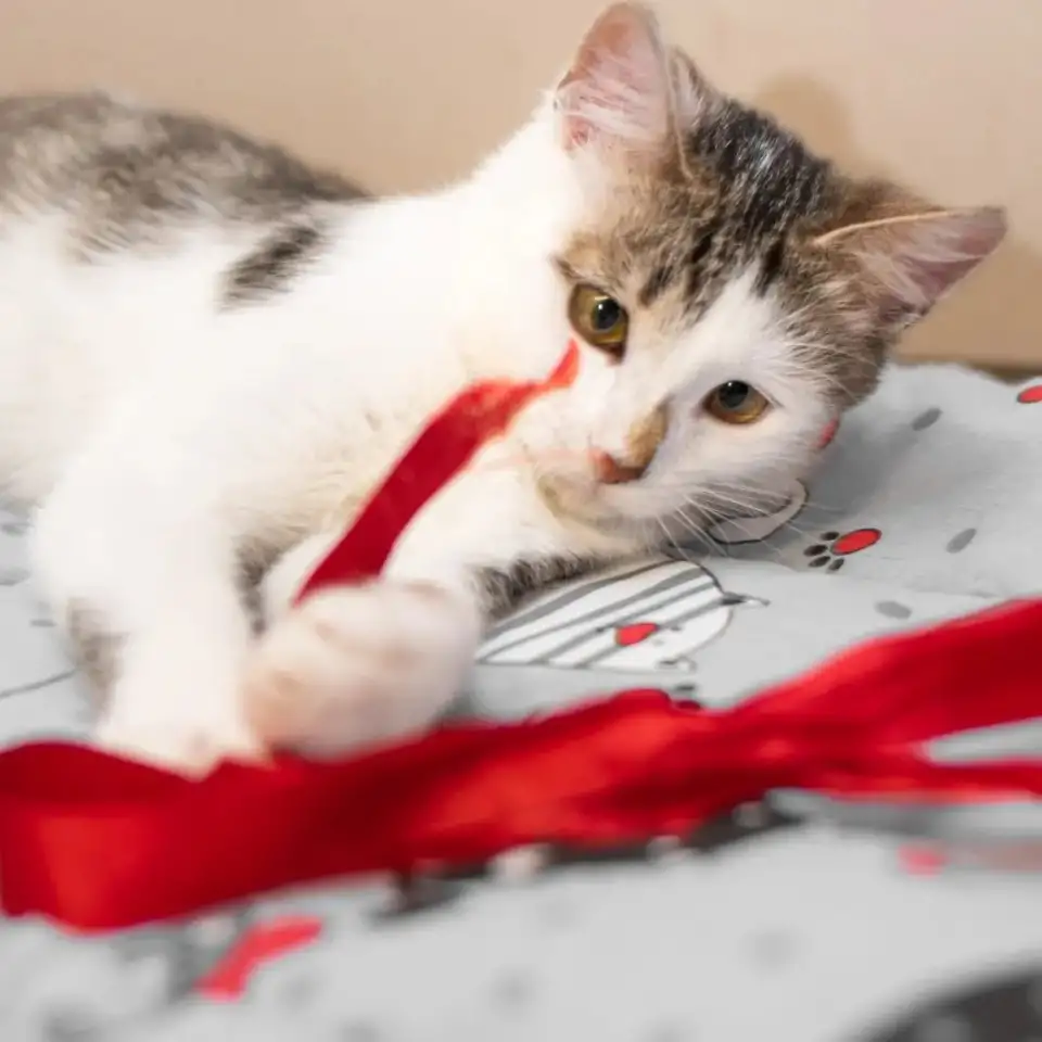 Кошка ГЛОРИЯ ищет дом, фотография 7