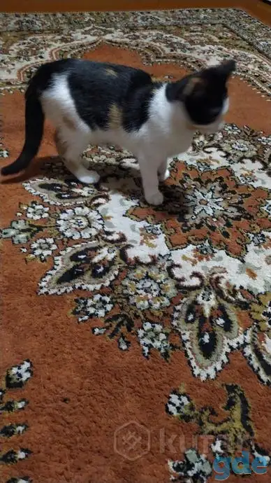 Раздам котят бесплатно, фотография 3