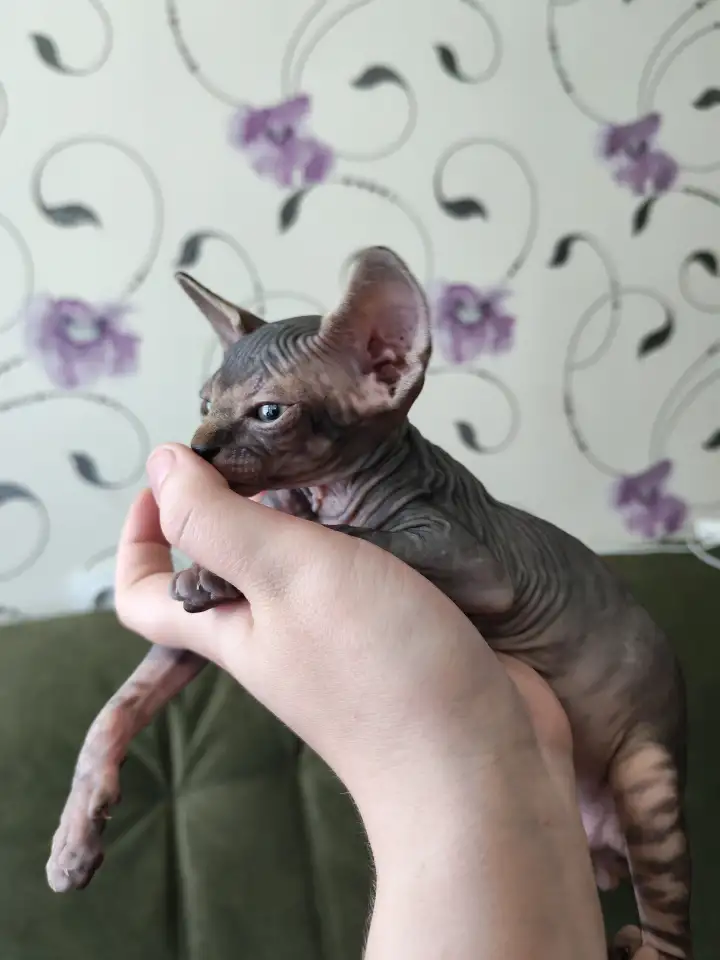 Котята канадского сфинкса, фотография 3