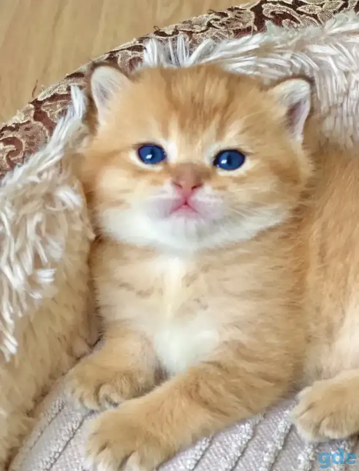 ЗОЛОТАЯ ШИНШИЛЛА шотландские котята, фотография 3