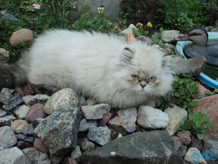 персики котята, фотография 12