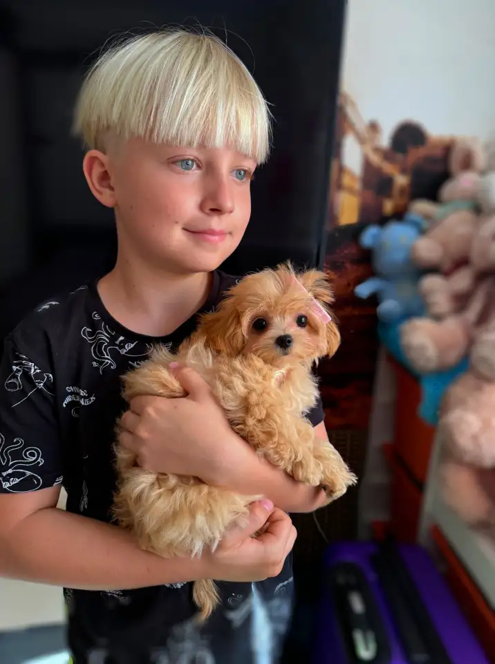 мини мальтипу ф1 девочка и мальчик  maltipoo f1 girl, фотография 16