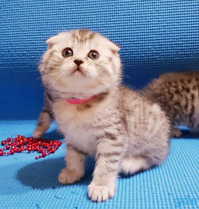 шотландские котята, фотография 4