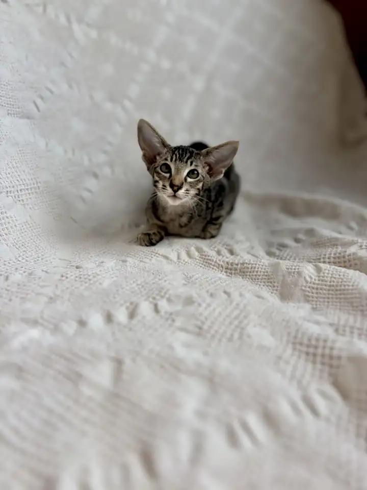 Котята ориентальной породы девочки, фотография 5