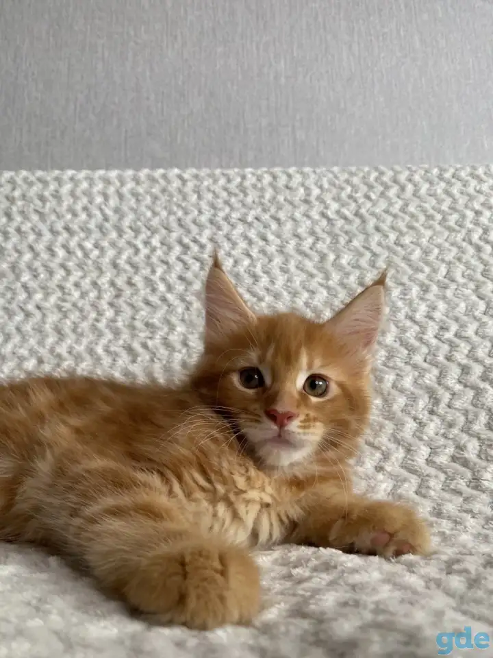 Котенок мейн кун, фотография 1