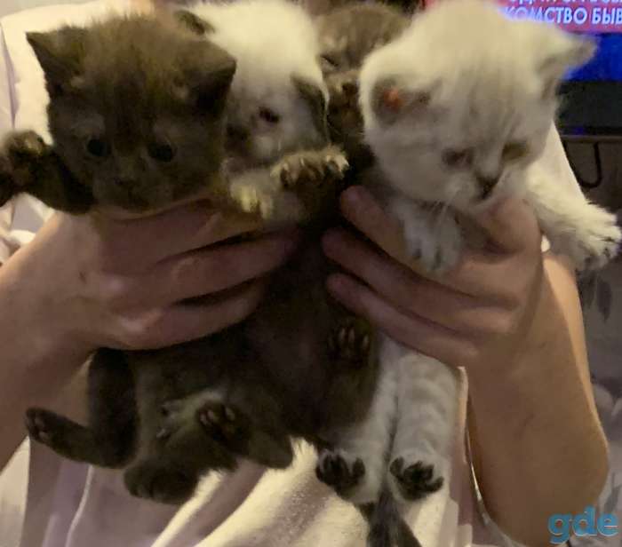 Продам британских котят готовы, фотография 1