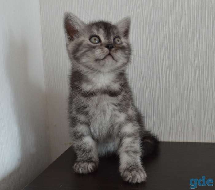 Шотландский короткошёрстный мальчик, фотография 3