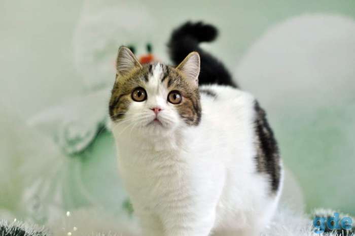 Шотландская кошка, фотография 1
