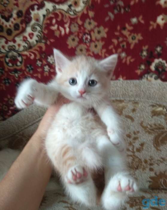 Британские котята, фотография 6