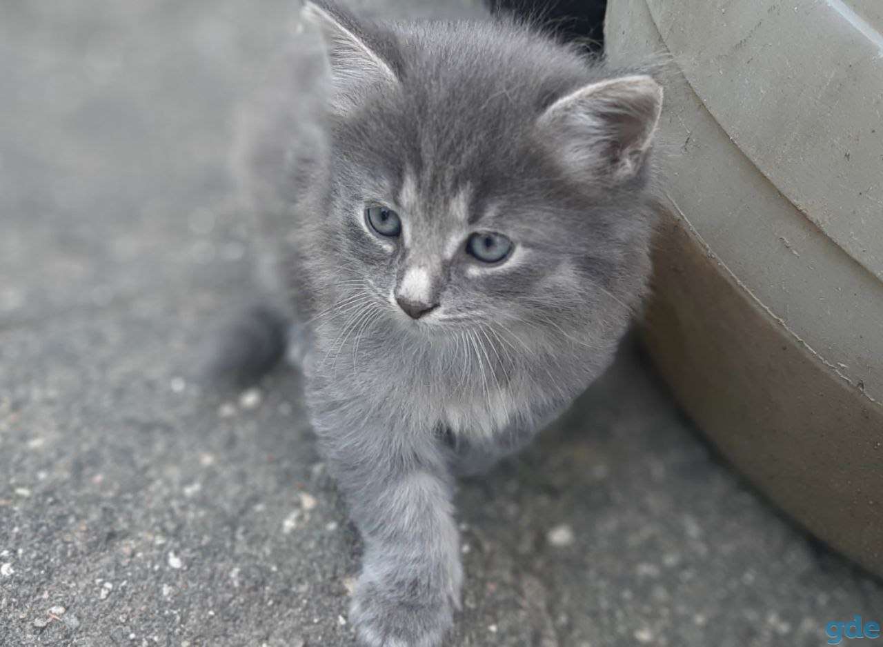 Котят в дар, фотография 1