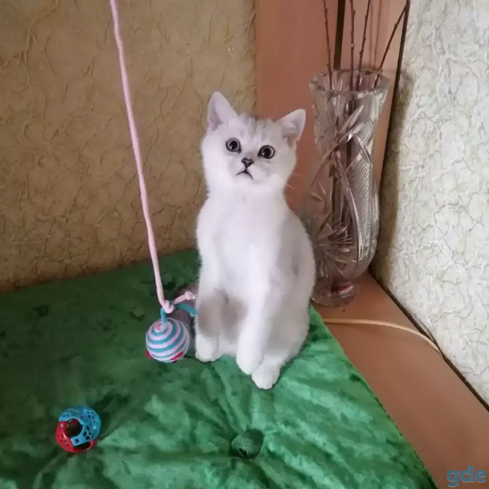 Британские котята, фотография 2