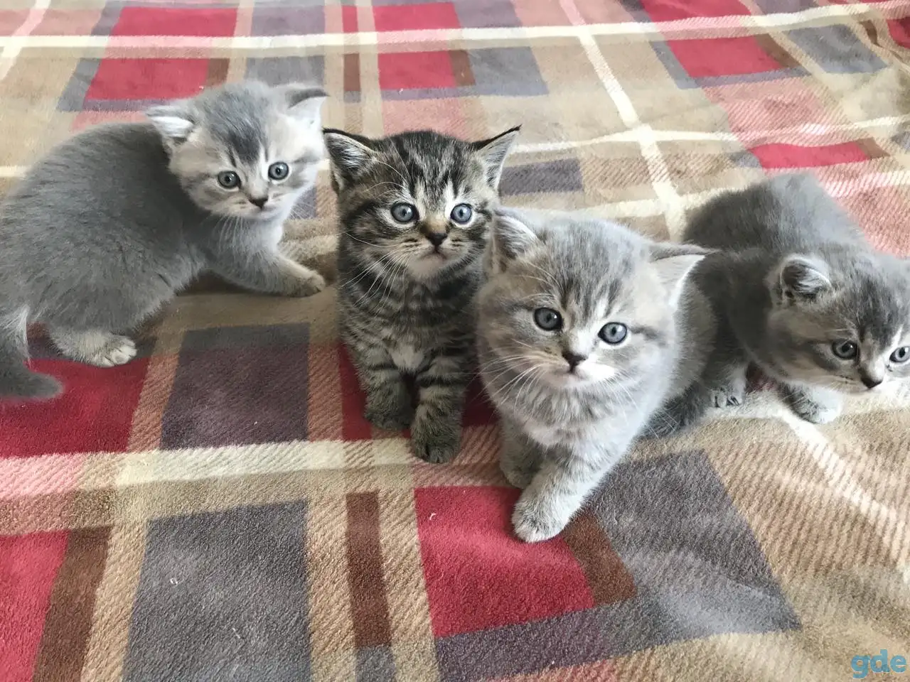 Шотландские котята, фотография 2