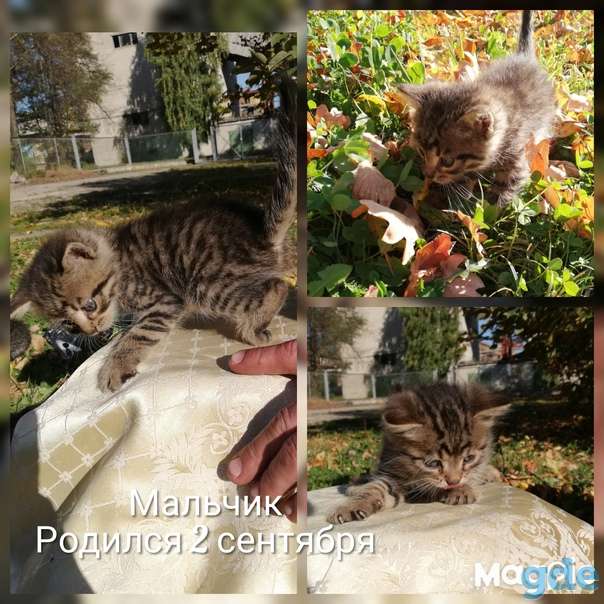 Котята ищут дом или передержку, фотография 2