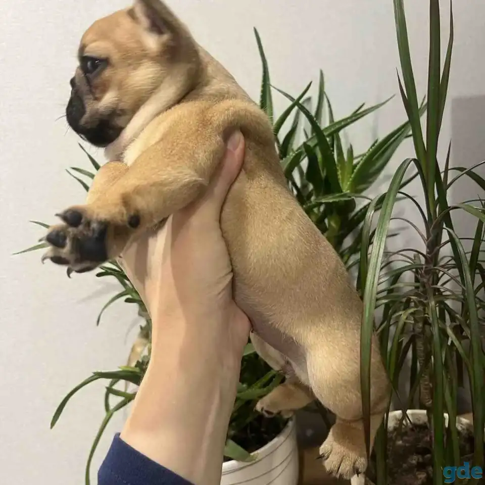 Продается замечательный щенок, фотография 2