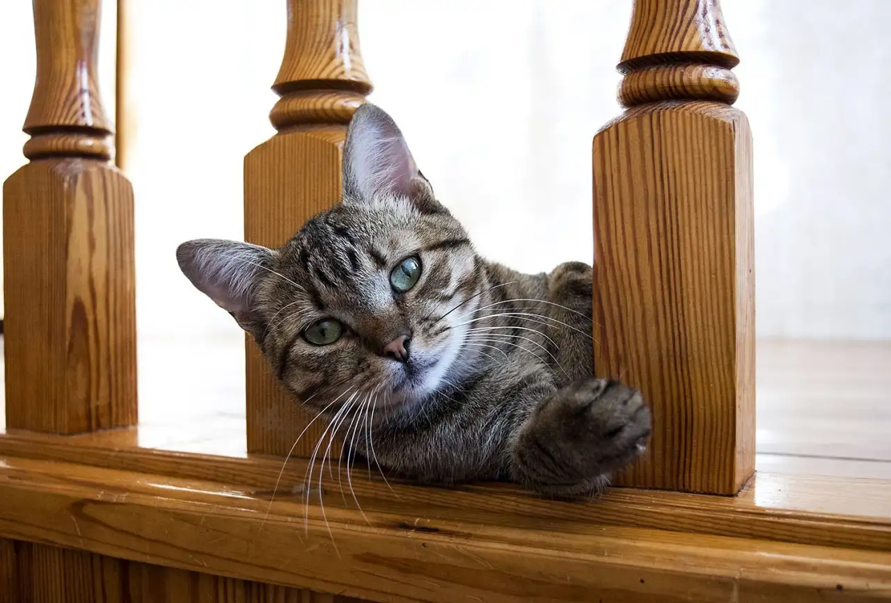 Кот Микки, кастрирован., фотография 9