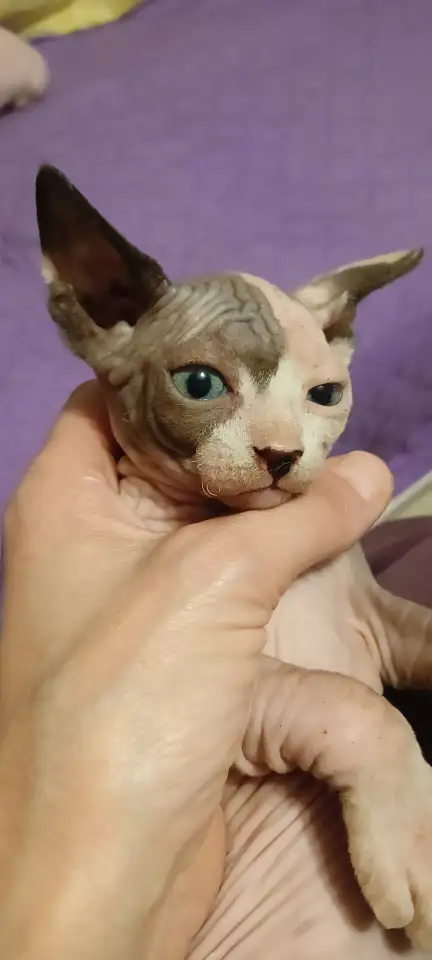 Котята канадского сфинкса, фотография 3