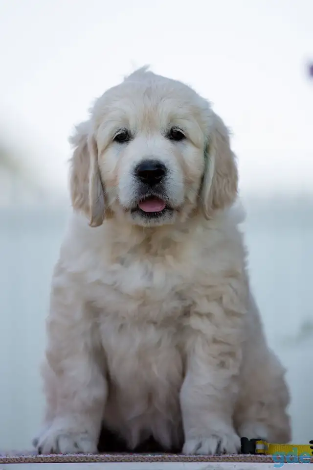 Щенки Golden Retriver, фотография 5