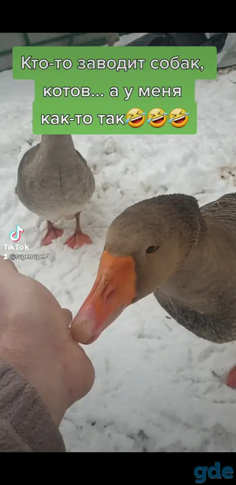 продам домашние яйца, фотография 3