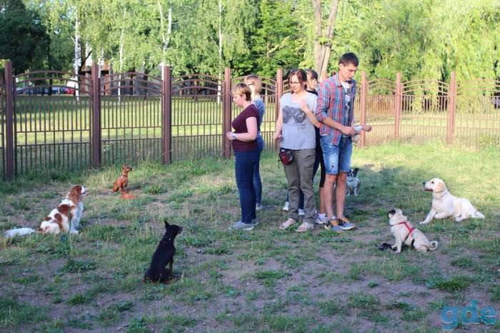 Групповая дрессировка собак, фотография 4