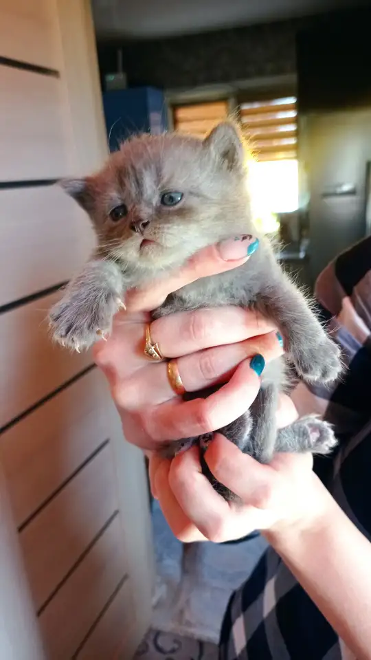 Котята британской породы, фотография 3