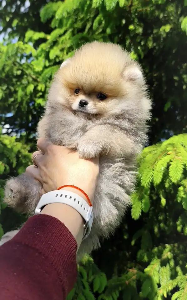 Померанский шпиц, щенки. Мини мтшки, фотография 2