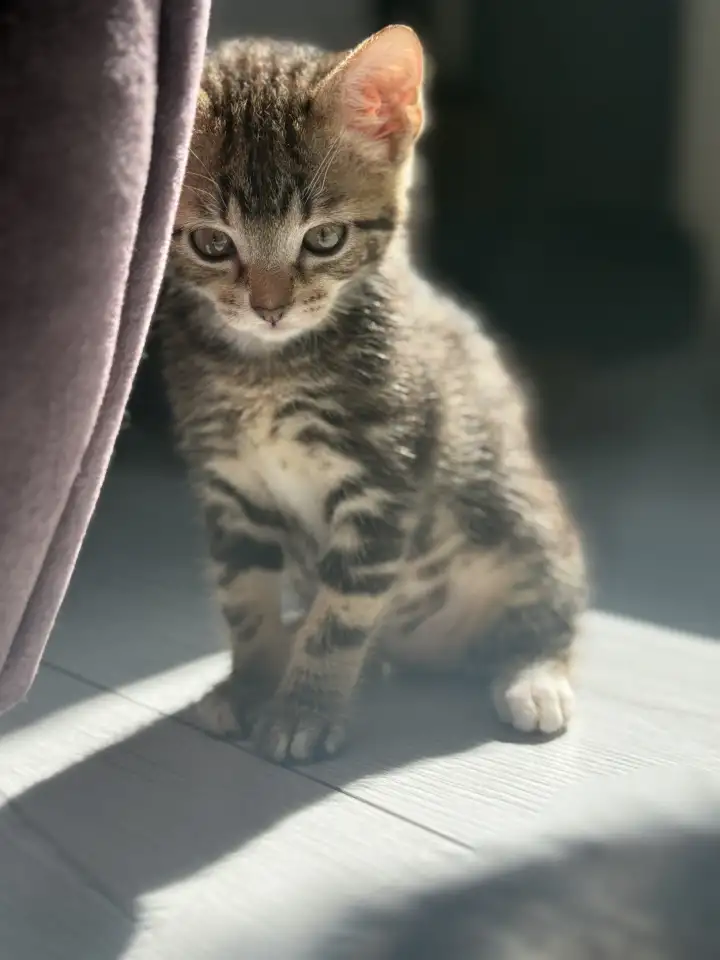 Котята-тигрята в добрые руки., фотография 10