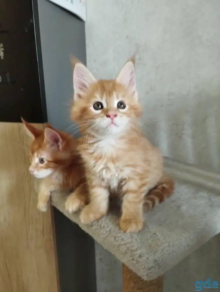 котята Мейн-кун, фотография 3