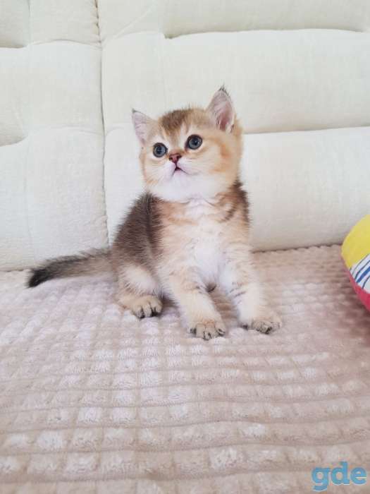Чистокровные шотландские котята, фотография 6