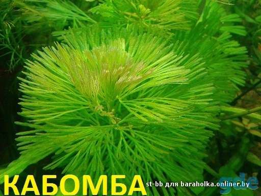 Аквариумные растения, фотография 1