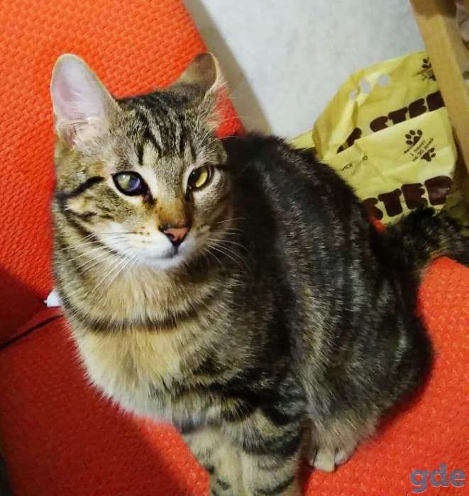 Котик в добрые руки, фотография 1