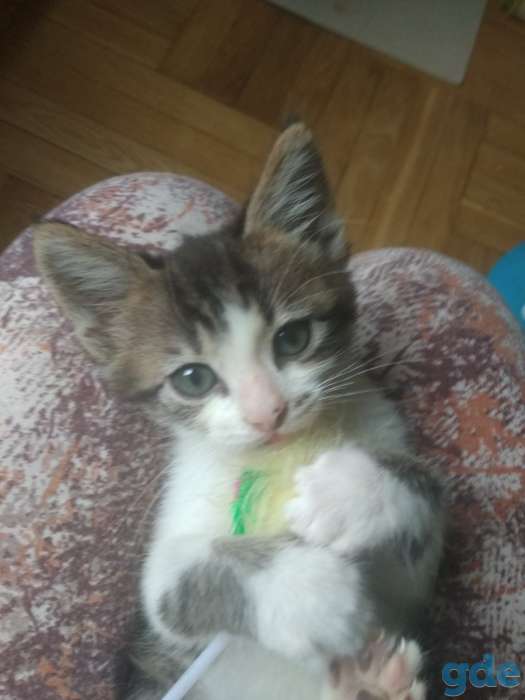 Котята в дар, фотография 3