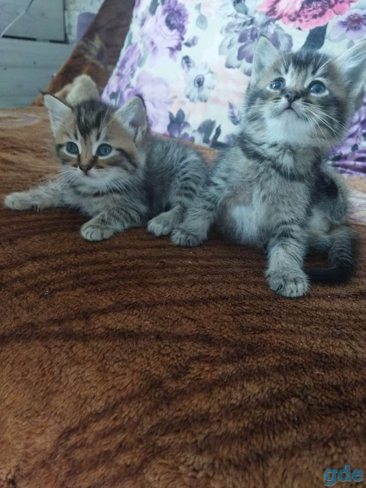 Продам котят, фотография 7