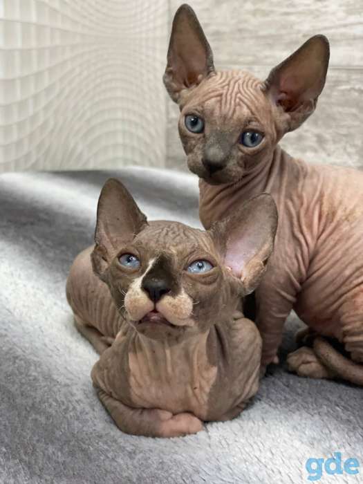 Котята канадского сфинкса, фотография 4