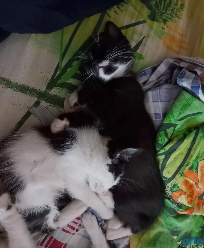 Котята, фотография 1