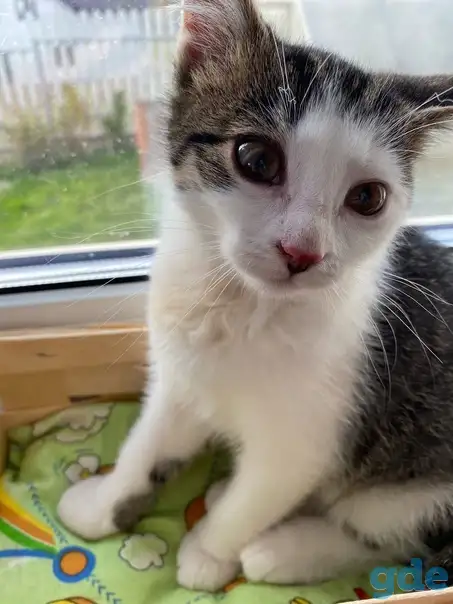 Замечательные котята, фотография 3