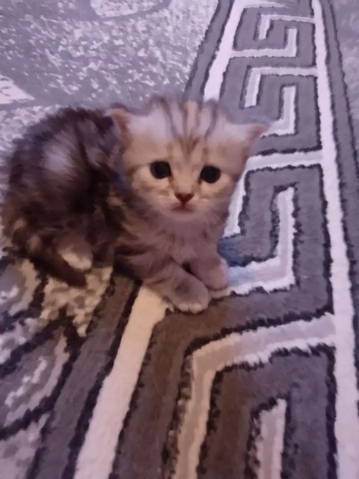 Британские котята, фотография 7