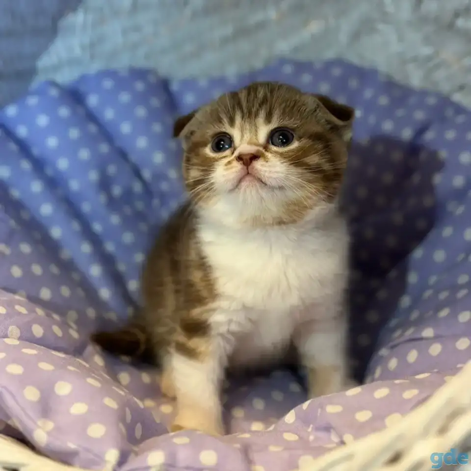 Продажа шотландских котят, фотография 4