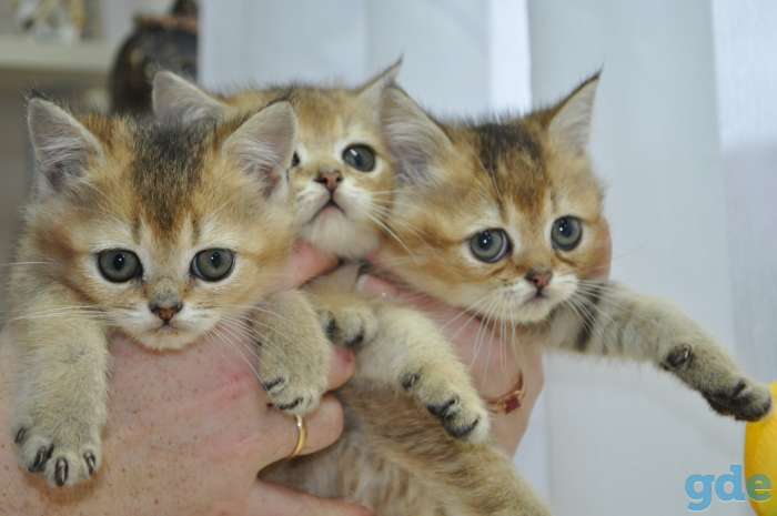 Шотландские котята, фотография 6