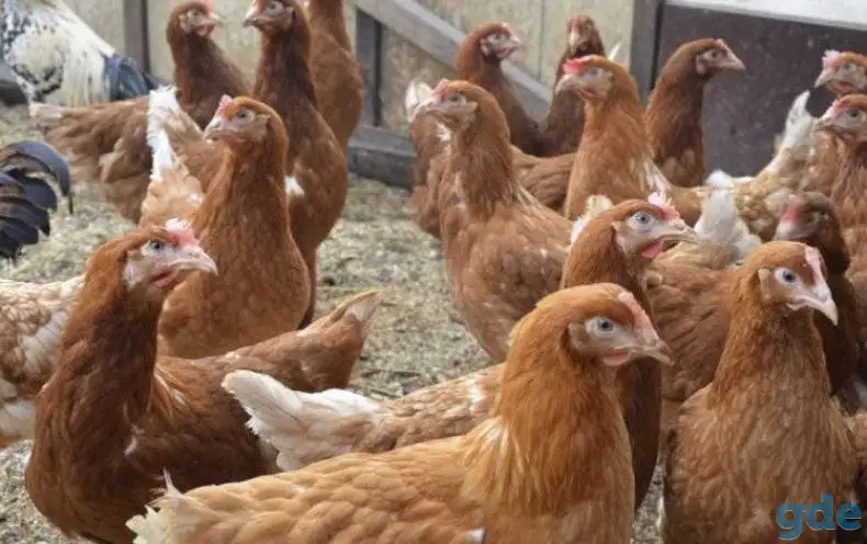 Куры несушки доставка по районам, фотография 1