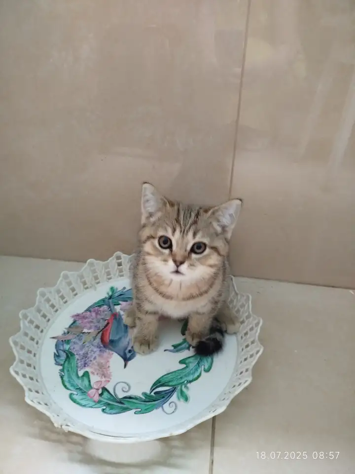 Шотландские котята, фотография 3