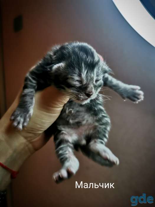 Котята мейн-кун родились 14 февраля 2021 года, фотография 3