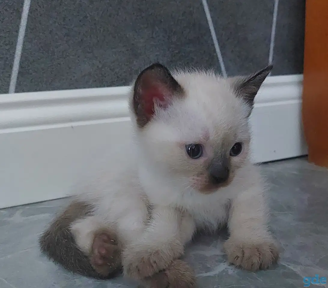 Сиамские (тайские) котята, фотография 6